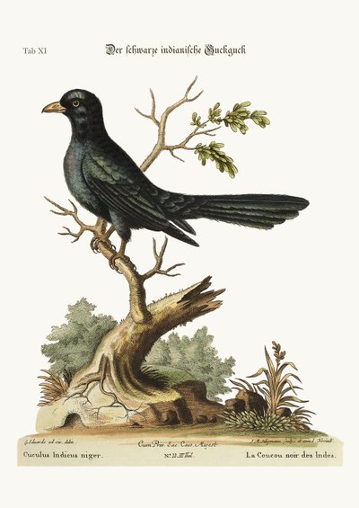 The Black Indian Cuckoo, 1749-73 by George Edwards